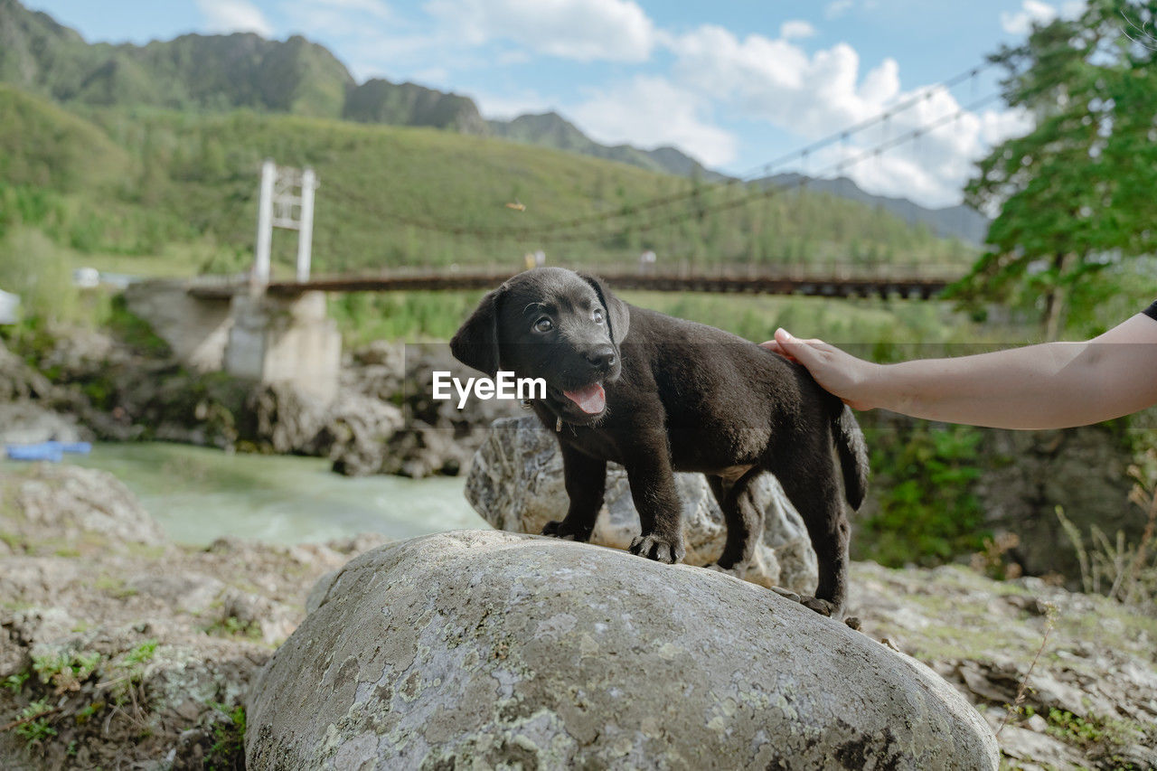 mammal, animal, animal themes, one animal, domestic animals, pet, nature, sky, dog, rock, mountain, environment, canine, plant, day, landscape, one person, outdoors, water, animal wildlife, tree, cloud, adult, wildlife, land, animal body part