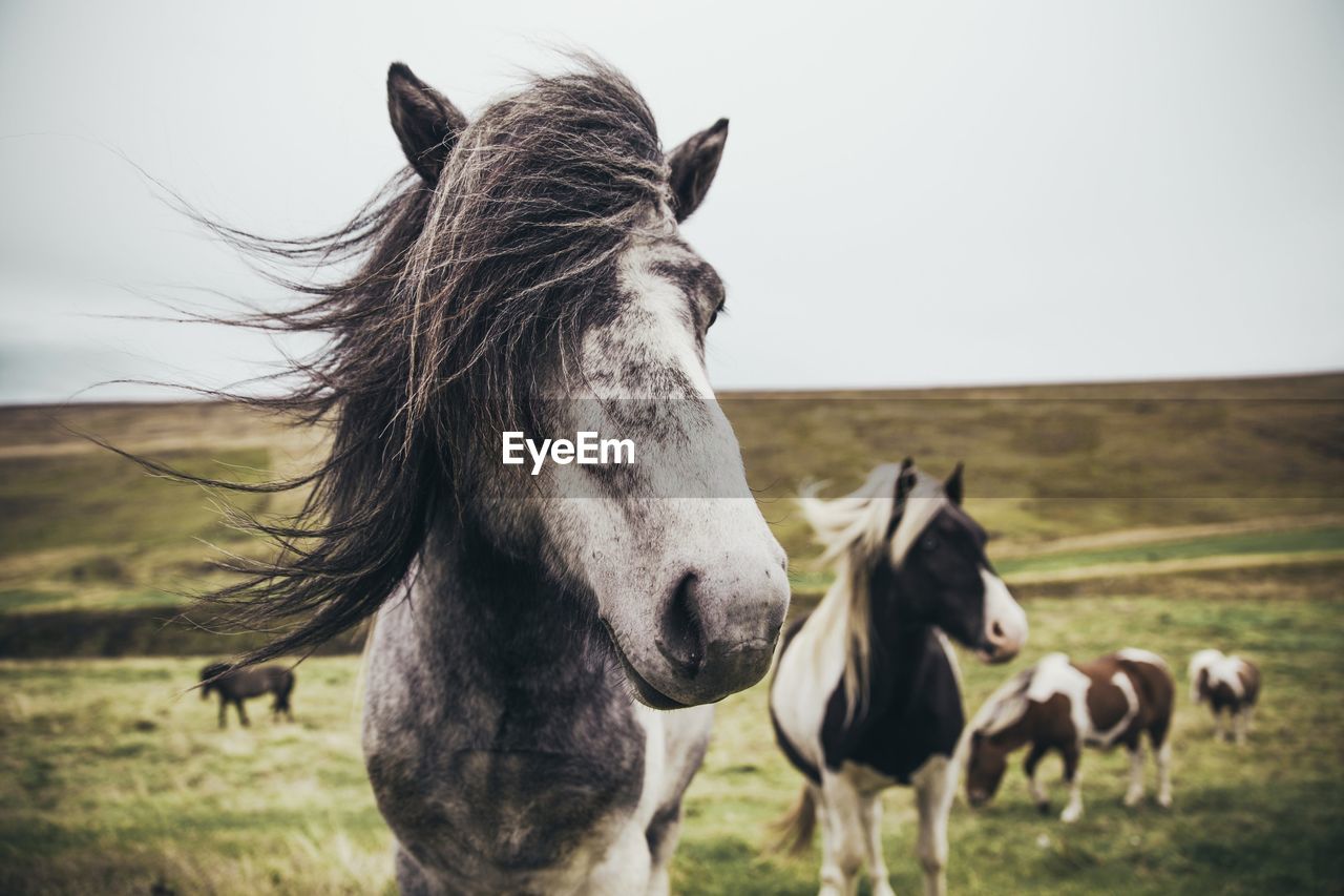 Horse standing on field coming in groups