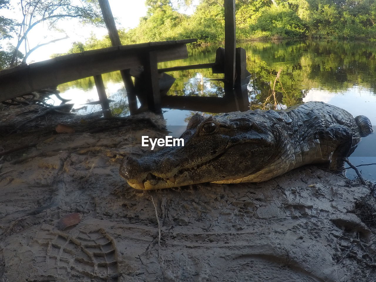 CLOSE-UP OF SNAKE ON WATER