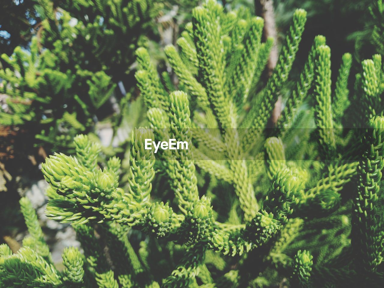 CLOSE-UP OF PINE TREE IN PARK