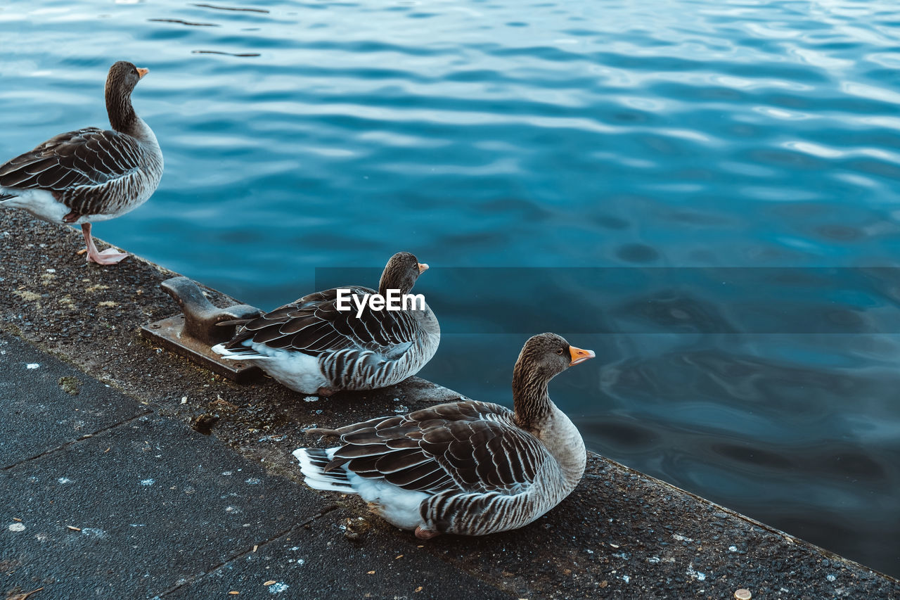 High angle view of ducks sitting near lake alster 