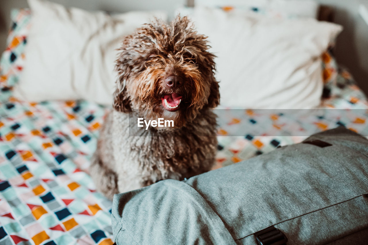 Portrait of dog sitting by luggage on bed at home