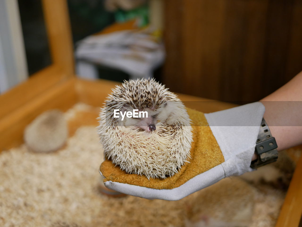 Hedgehog sleeping and balled up 