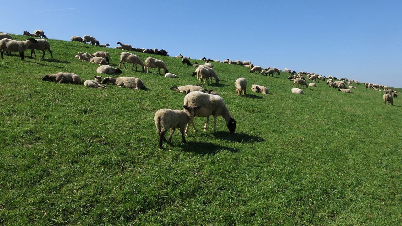 Sheep grazing on field
