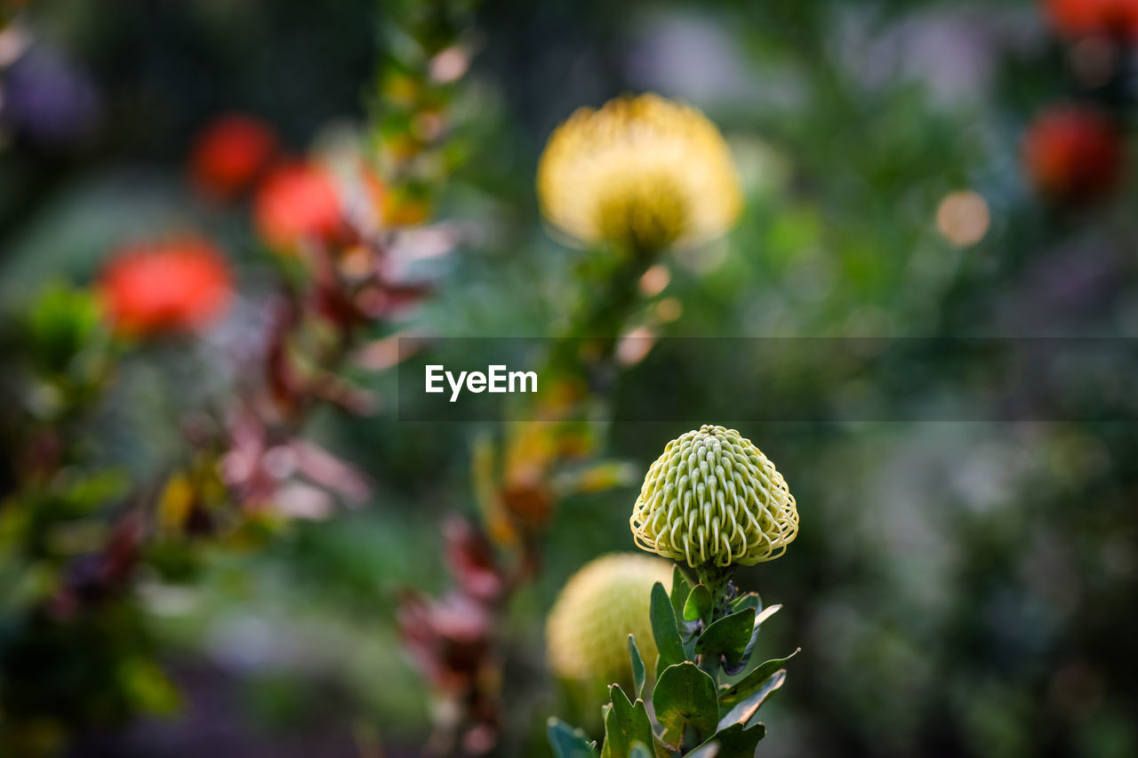 Close-up of flowering plant against blurred background