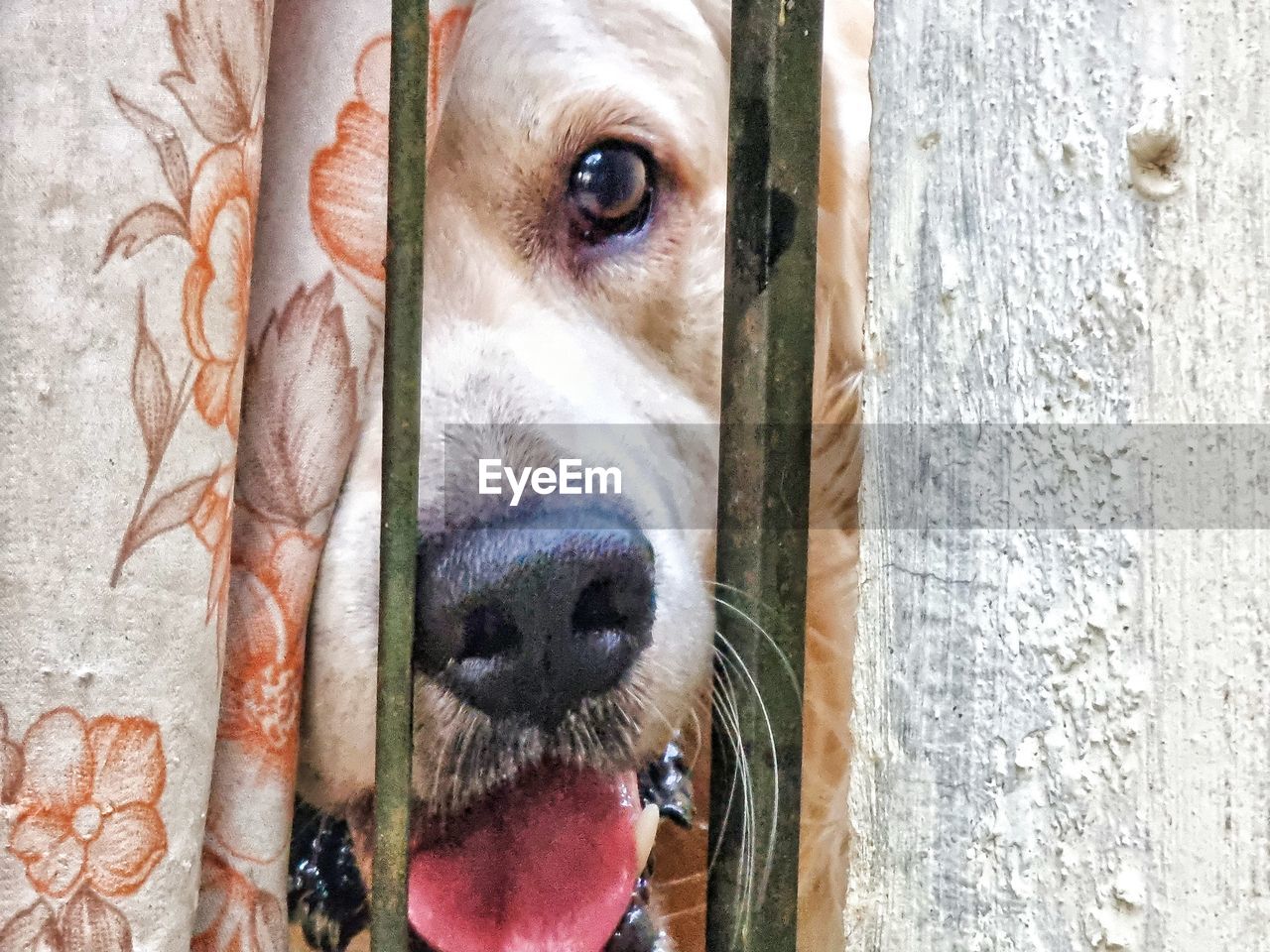 PORTRAIT OF A DOG