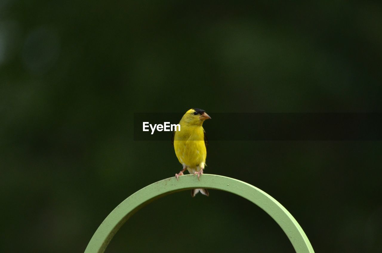 Yellow bird perched