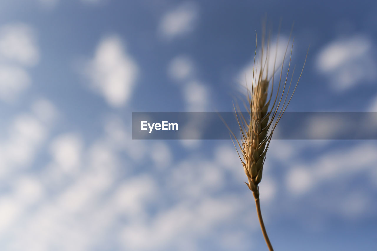 Close-up of wheat against sky