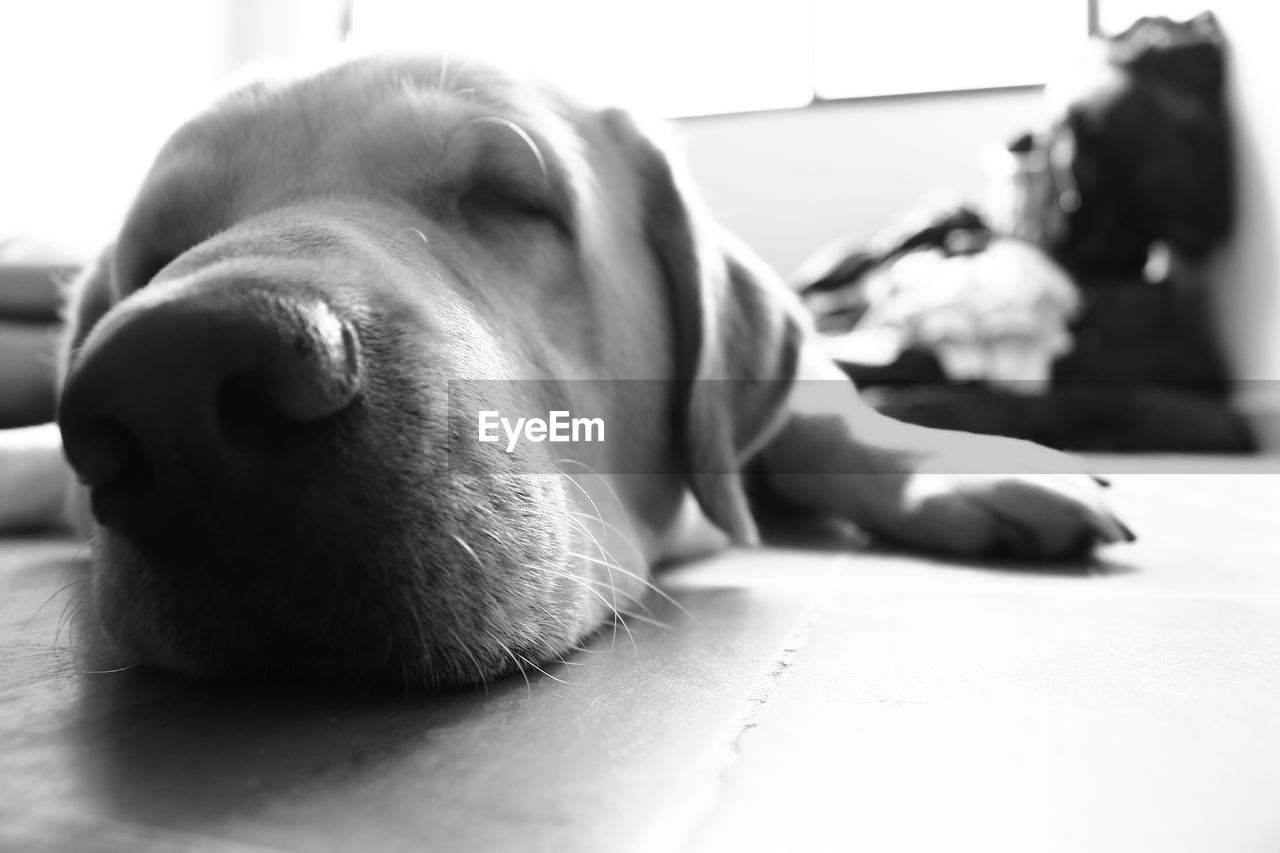 CLOSE-UP OF DOG SLEEPING