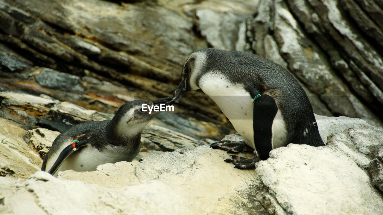 CLOSE-UP OF PENGUIN ON ROCKS