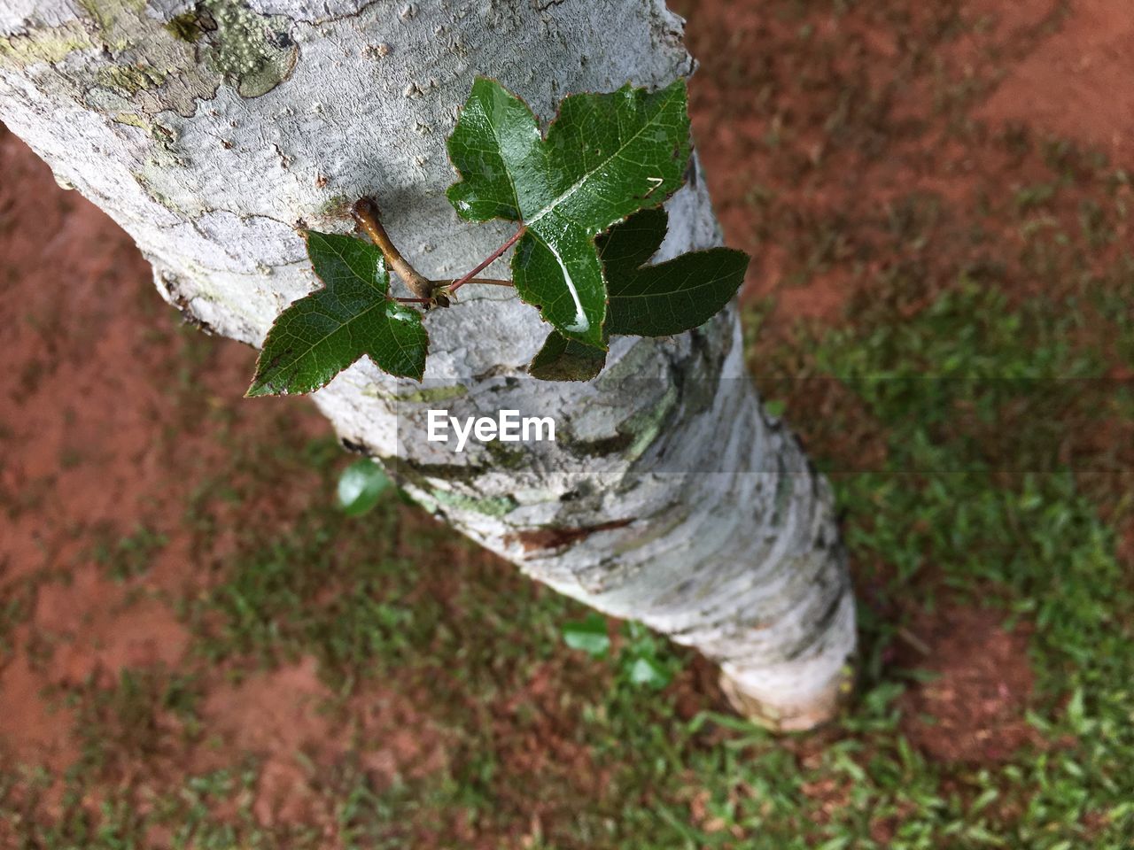 HIGH ANGLE VIEW OF PLANT ON FIELD