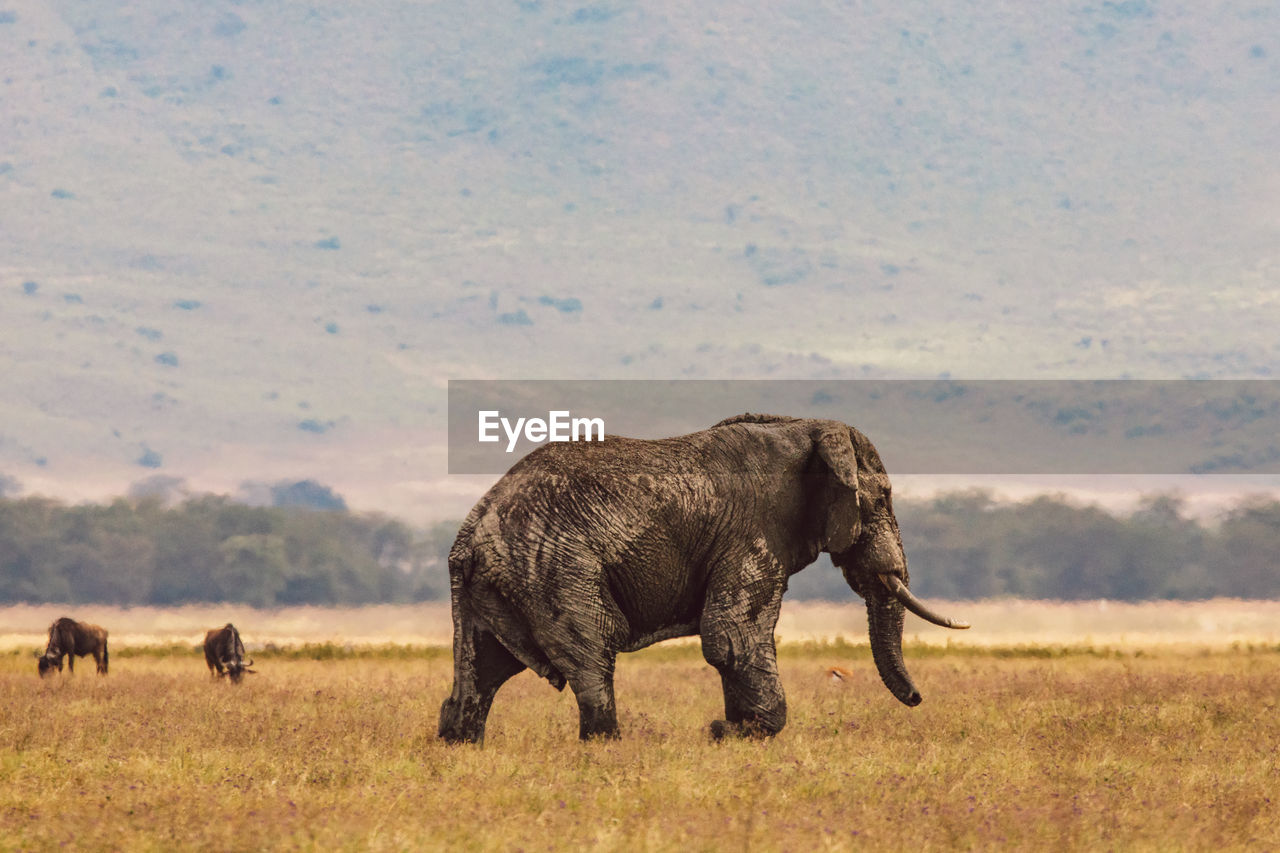 Elephants on field