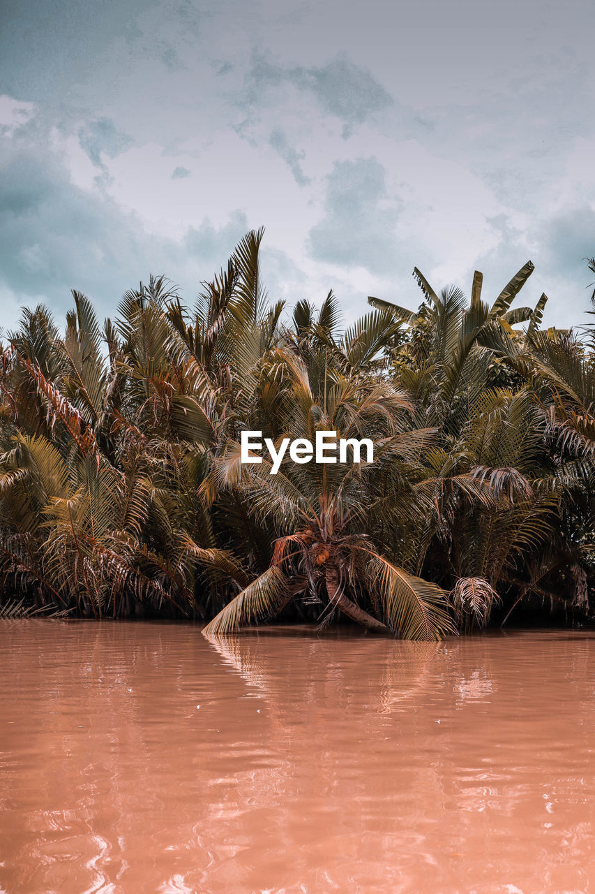 Palm tree by plants against sky