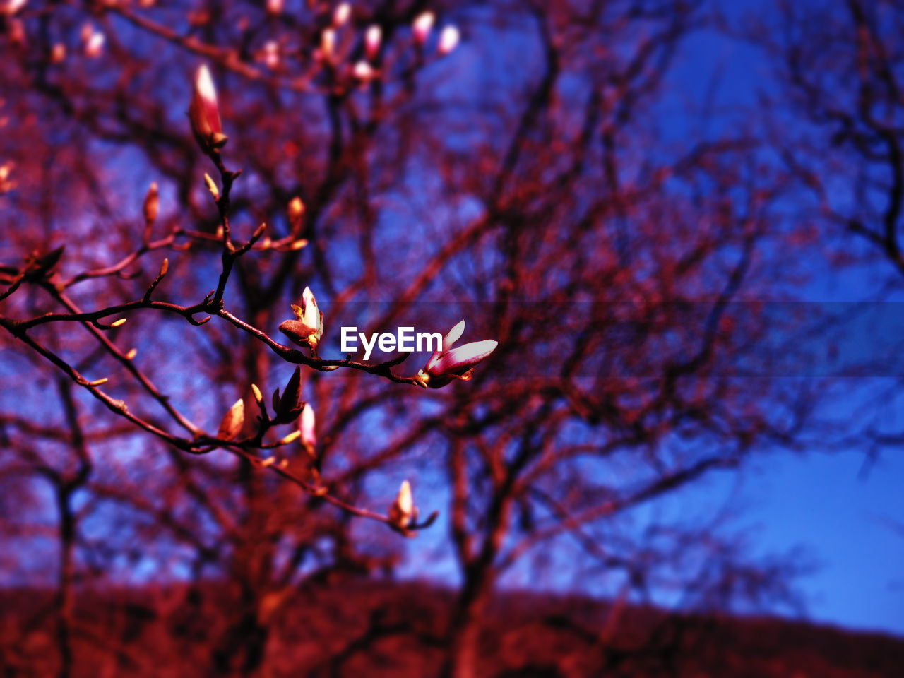 LOW ANGLE VIEW OF PLANT AGAINST SKY