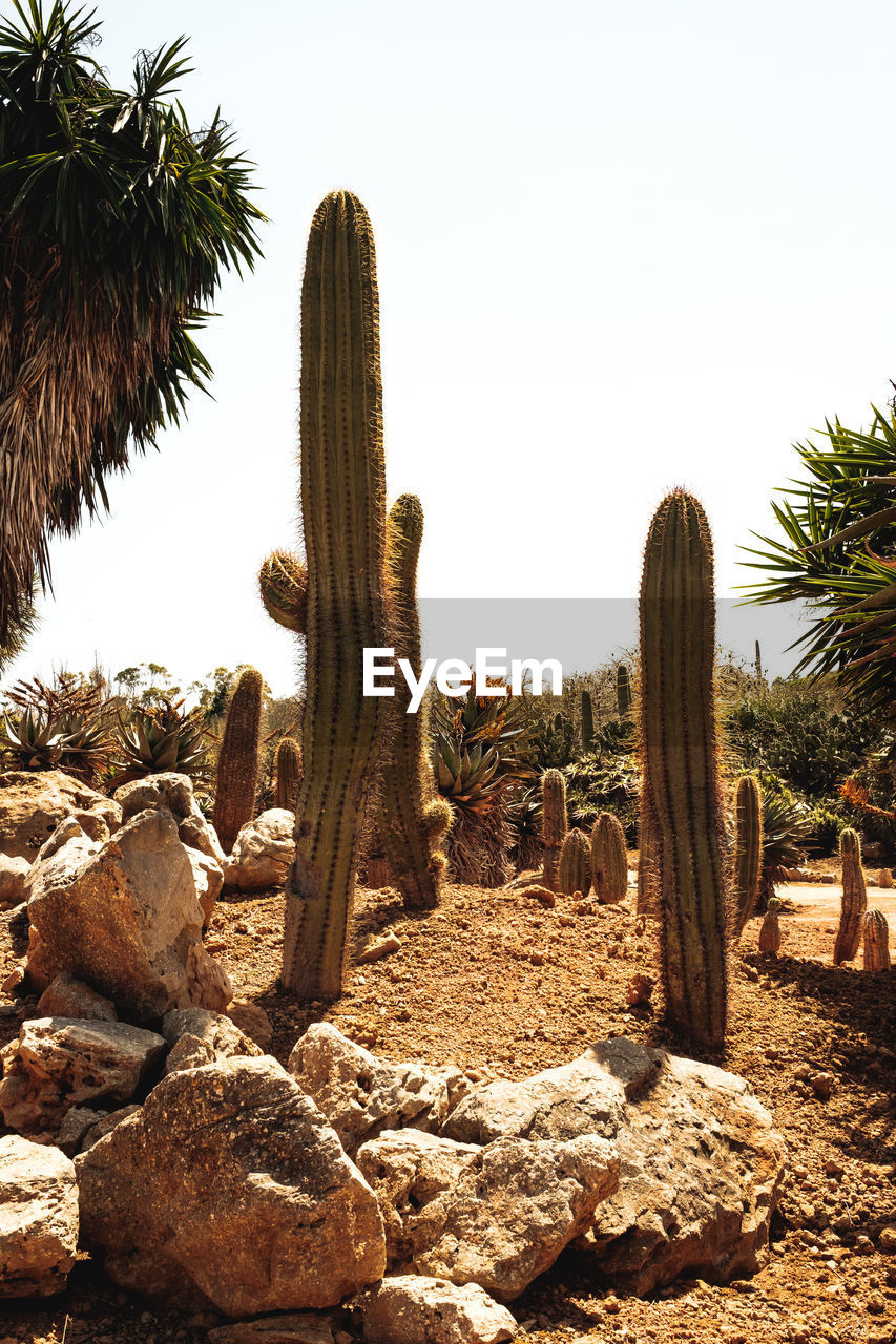 Cactus growing on field against clear sky