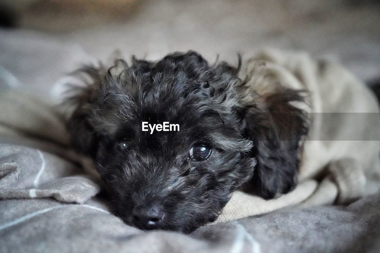 dog, pet, one animal, domestic animals, canine, animal themes, mammal, animal, puppy, relaxation, young animal, morkie, havanese, lying down, portrait, cute, black, terrier, looking at camera, furniture, lap dog, indoors, no people, resting, bed, close-up, animal body part, schnauzer, selective focus, cockapoo