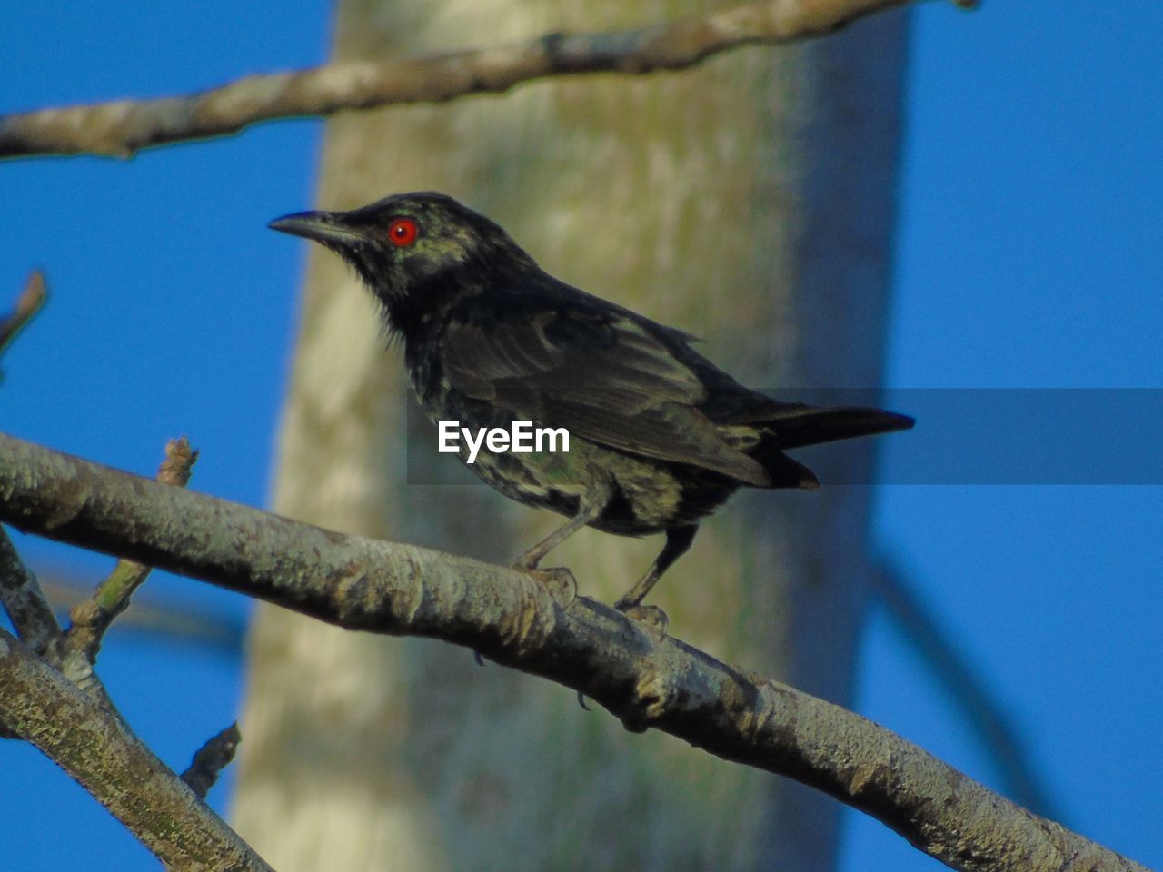 CLOSE-UP OF BIRD PERCHING ON BRANCH