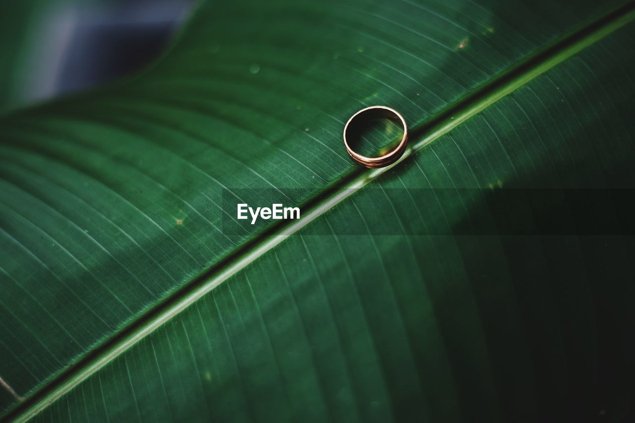 HIGH ANGLE VIEW OF WATER DROPS ON LEAF