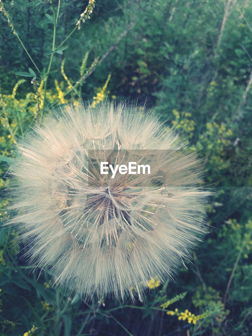 CLOSE-UP OF DANDELION ON PLANT