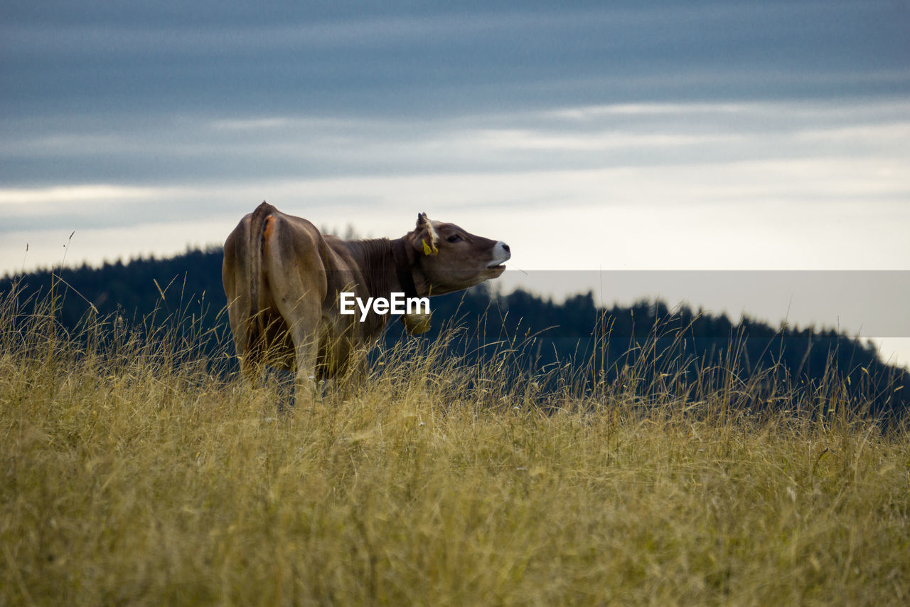 Kuh auf weide in den allgäuer alpen vor sommergewitter