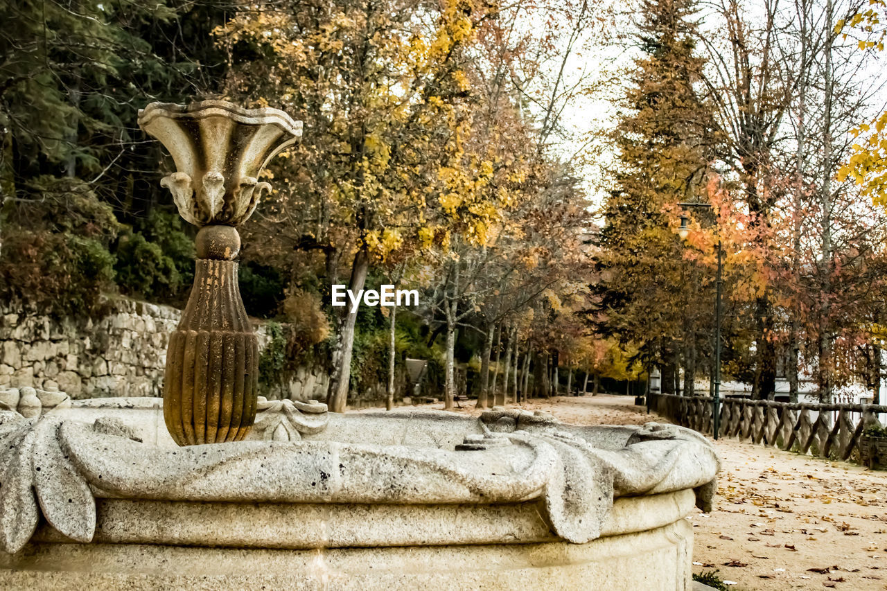 AUTUMN TREES IN PARK