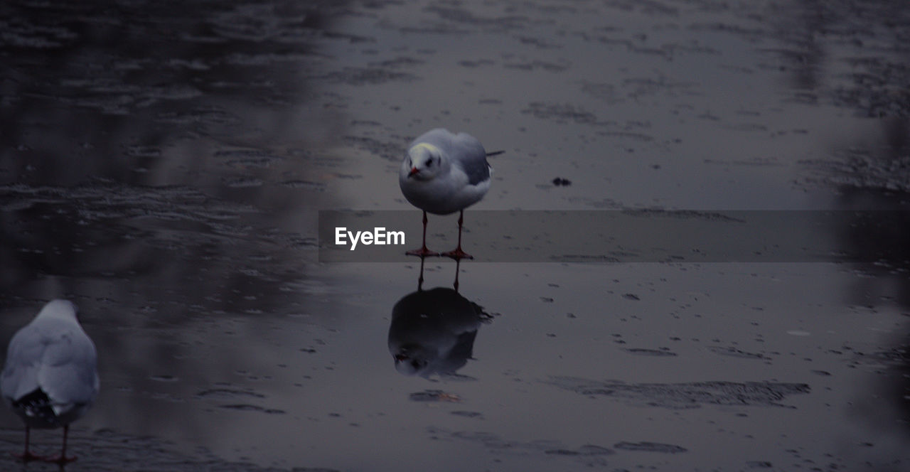 CLOSE-UP OF BIRD BY WATER