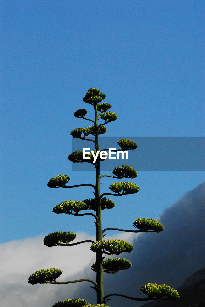 TREE AGAINST BLUE SKY