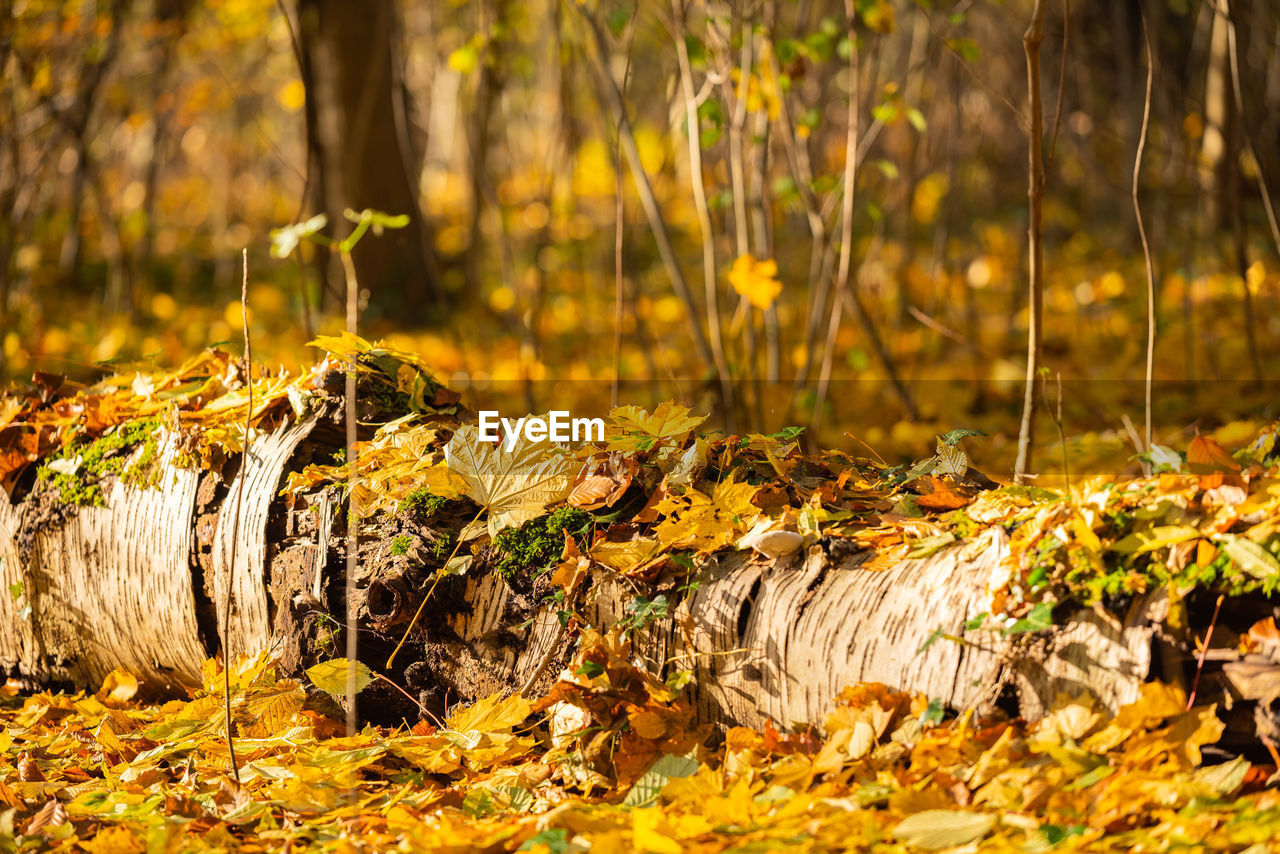 Dry leaves on field during autumn