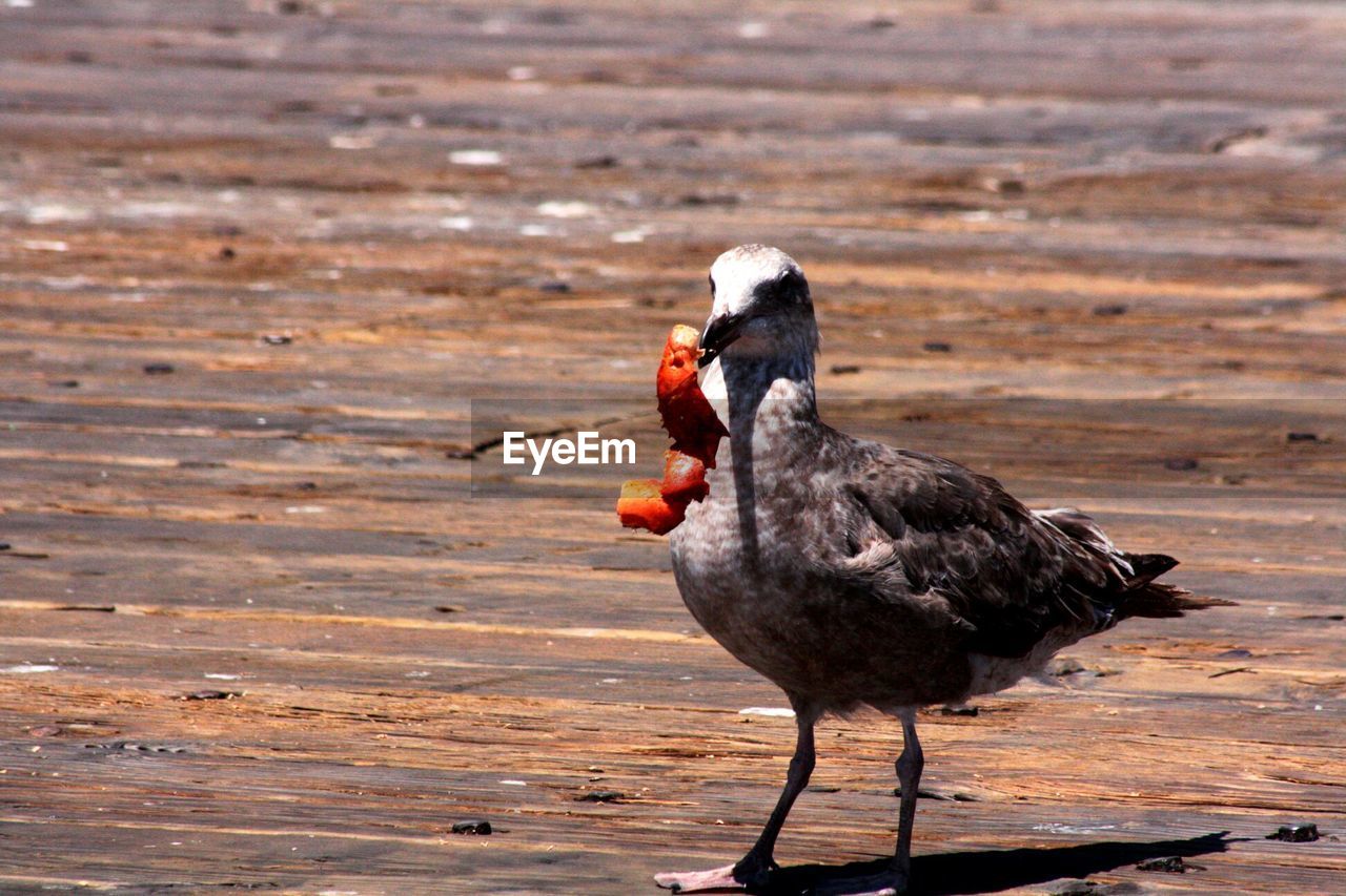 Bird with food on wet field