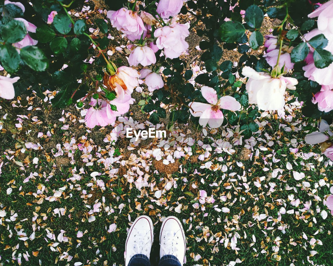 Low section of person standing by flowers