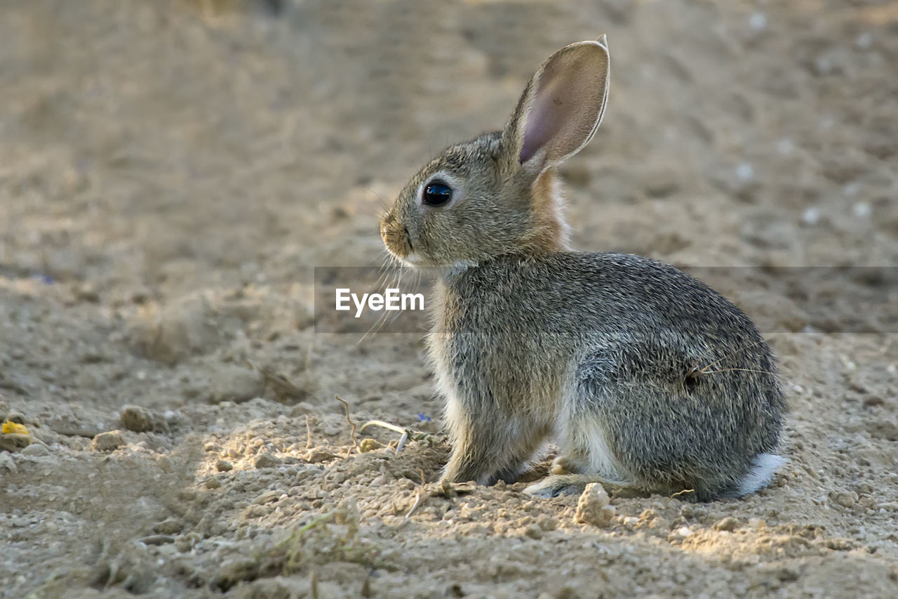 Close-up of cute rabbit on land