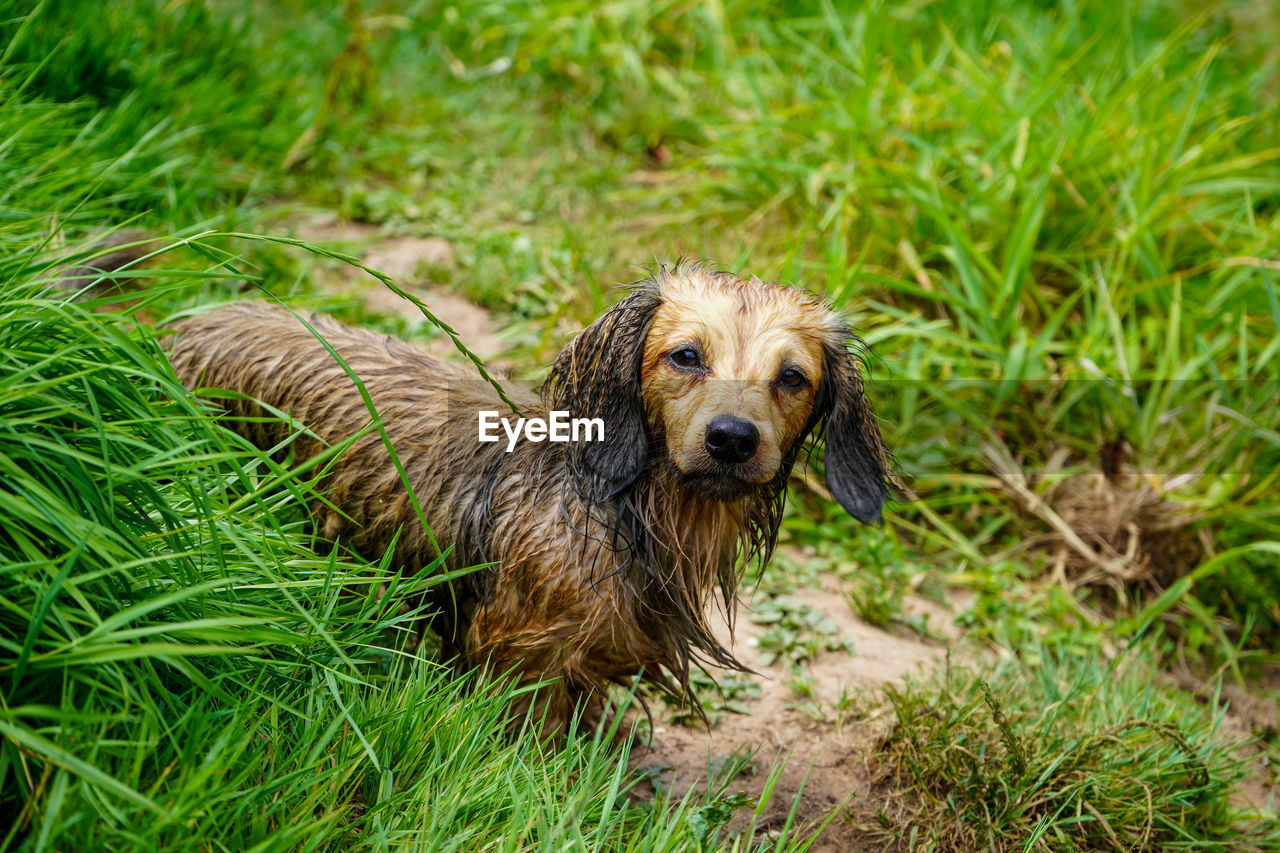 Portrait of wet dog on grass