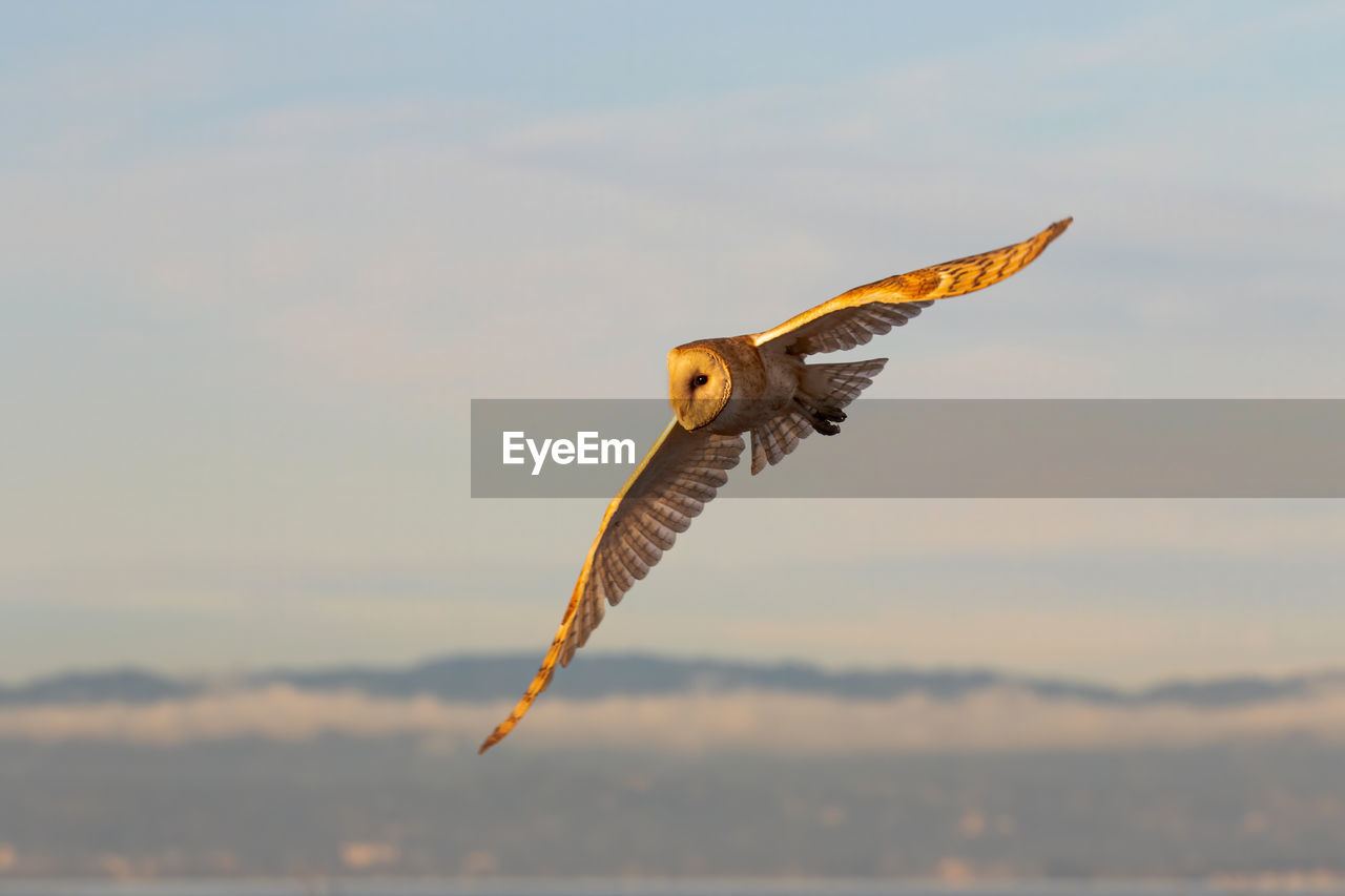 Barn owl  flying over the sky