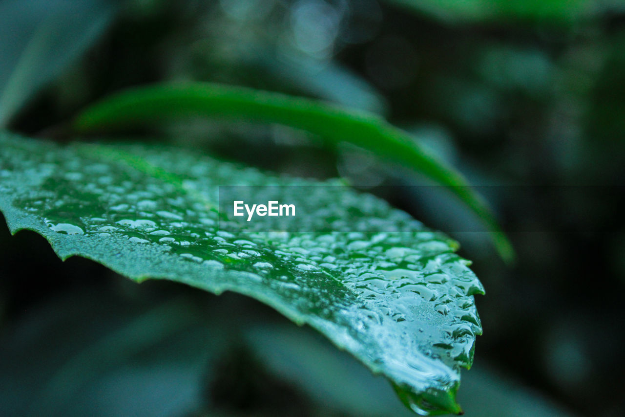 Close-up of raindrops on leaves