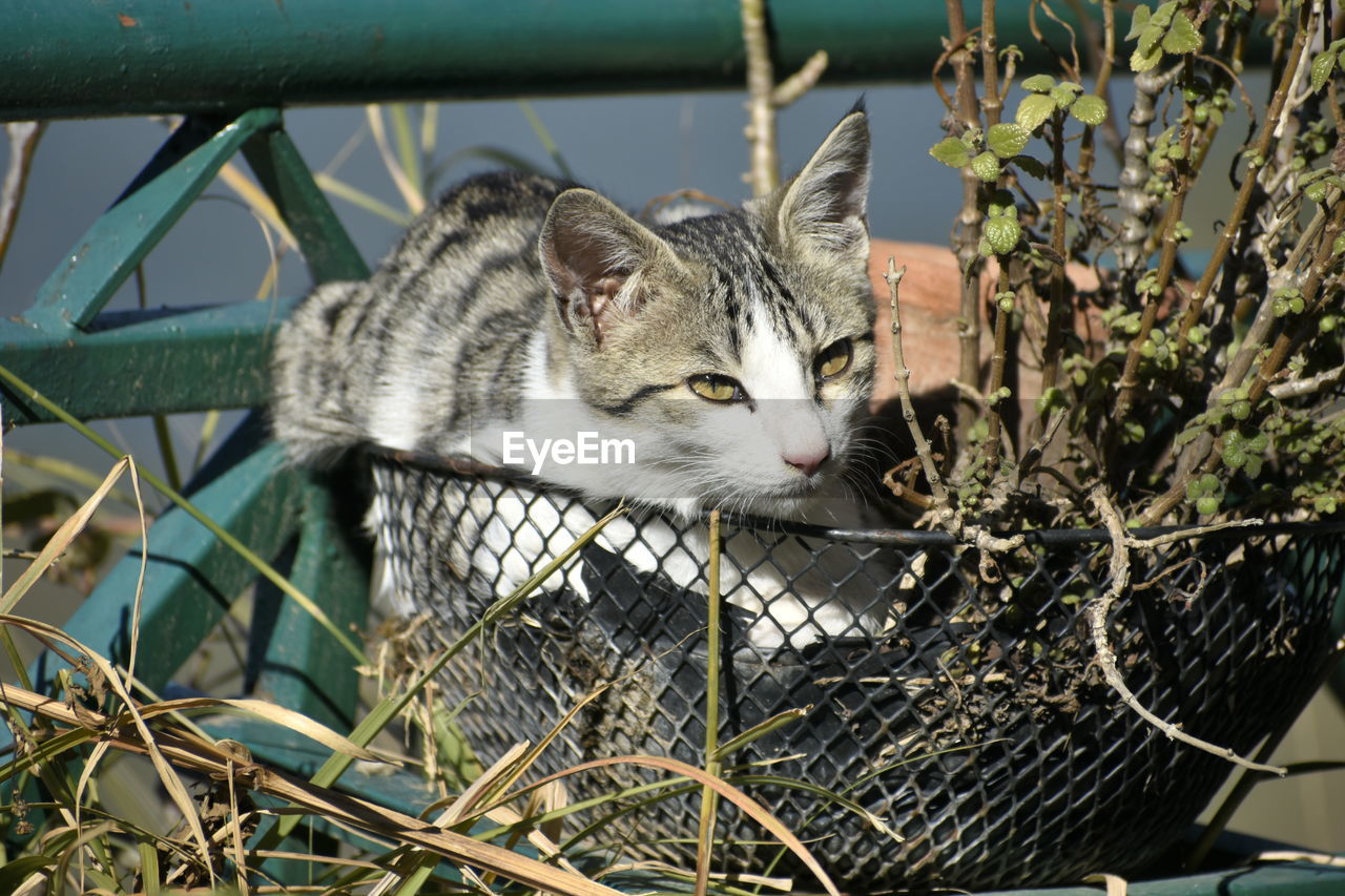 animal, animal themes, mammal, one animal, pet, cat, feline, domestic animals, domestic cat, wild cat, no people, wildlife, whiskers, plant, carnivore, nature, felidae, small to medium-sized cats, day, fence, looking, branch