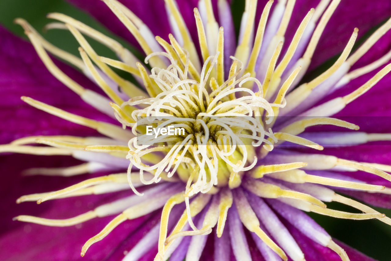 Close-up of purple flower