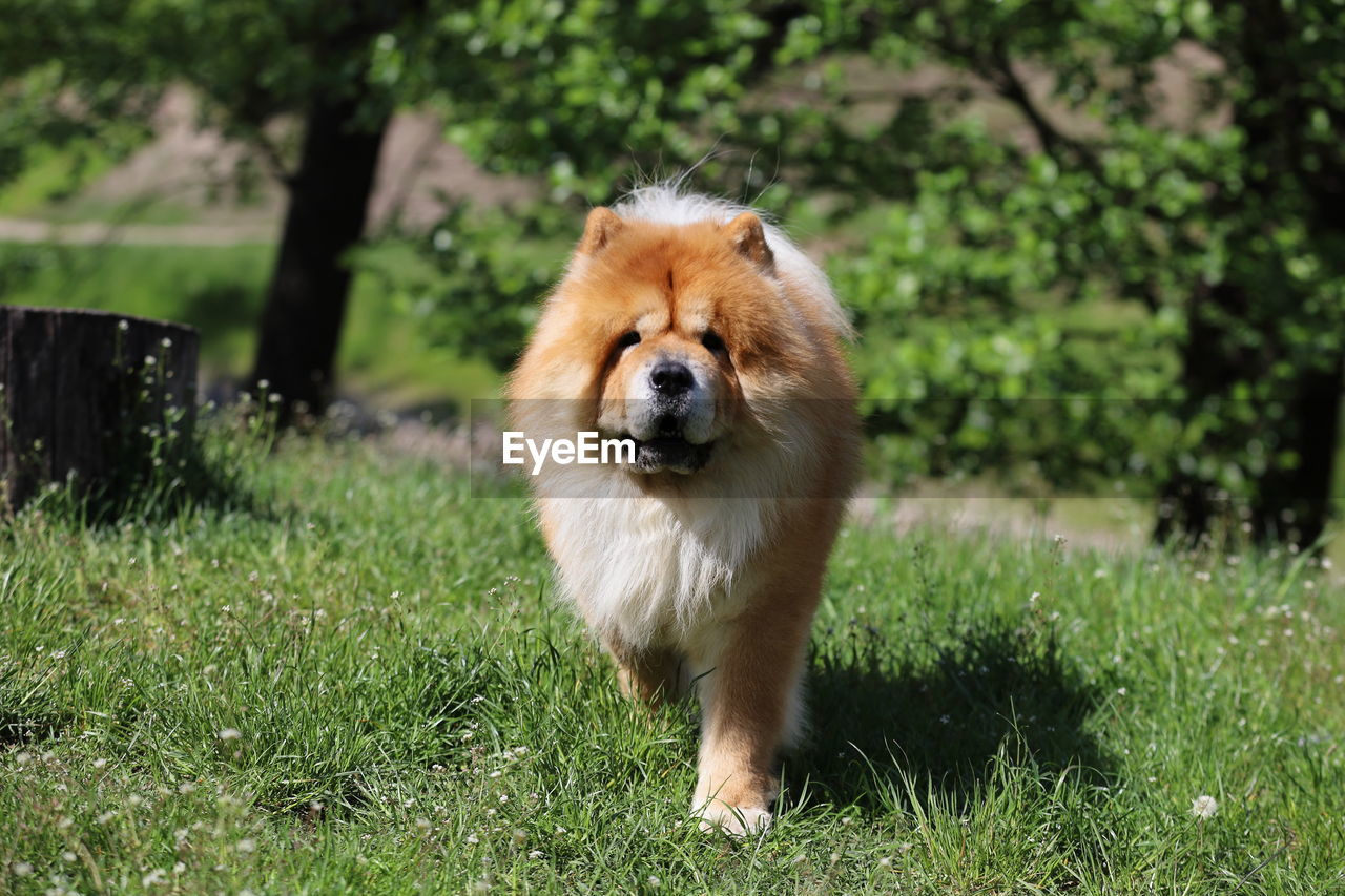 View of a dog on field, chow chow