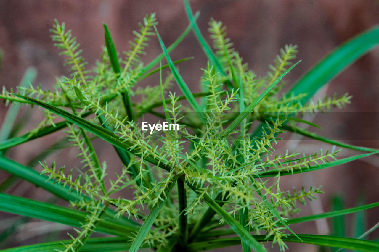 Close-up of fresh green plant