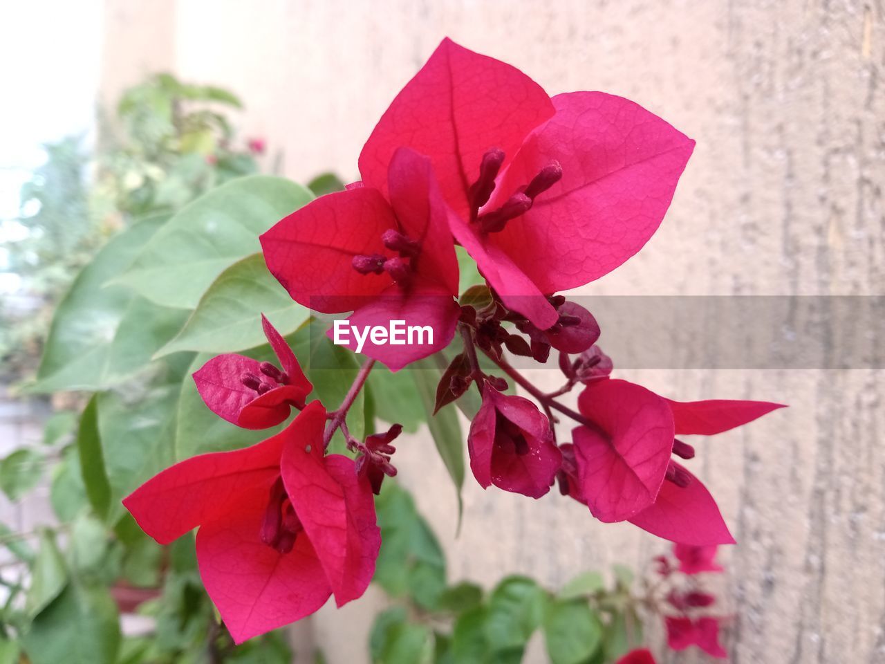 plant, flower, flowering plant, beauty in nature, freshness, pink, close-up, nature, petal, leaf, plant part, fragility, flower head, inflorescence, growth, red, no people, focus on foreground, outdoors, day, bougainvillea, magenta