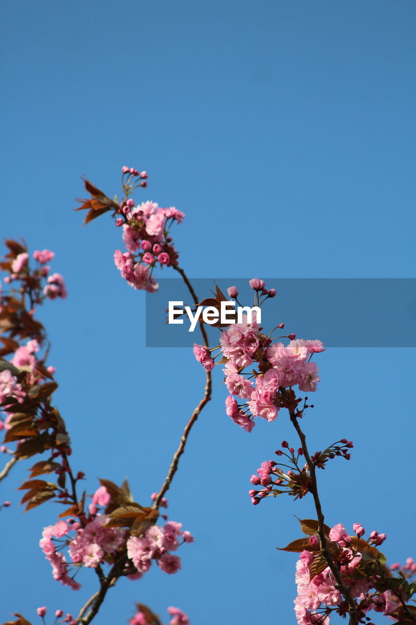 Low angle view of cherry blossom against clear blue sky