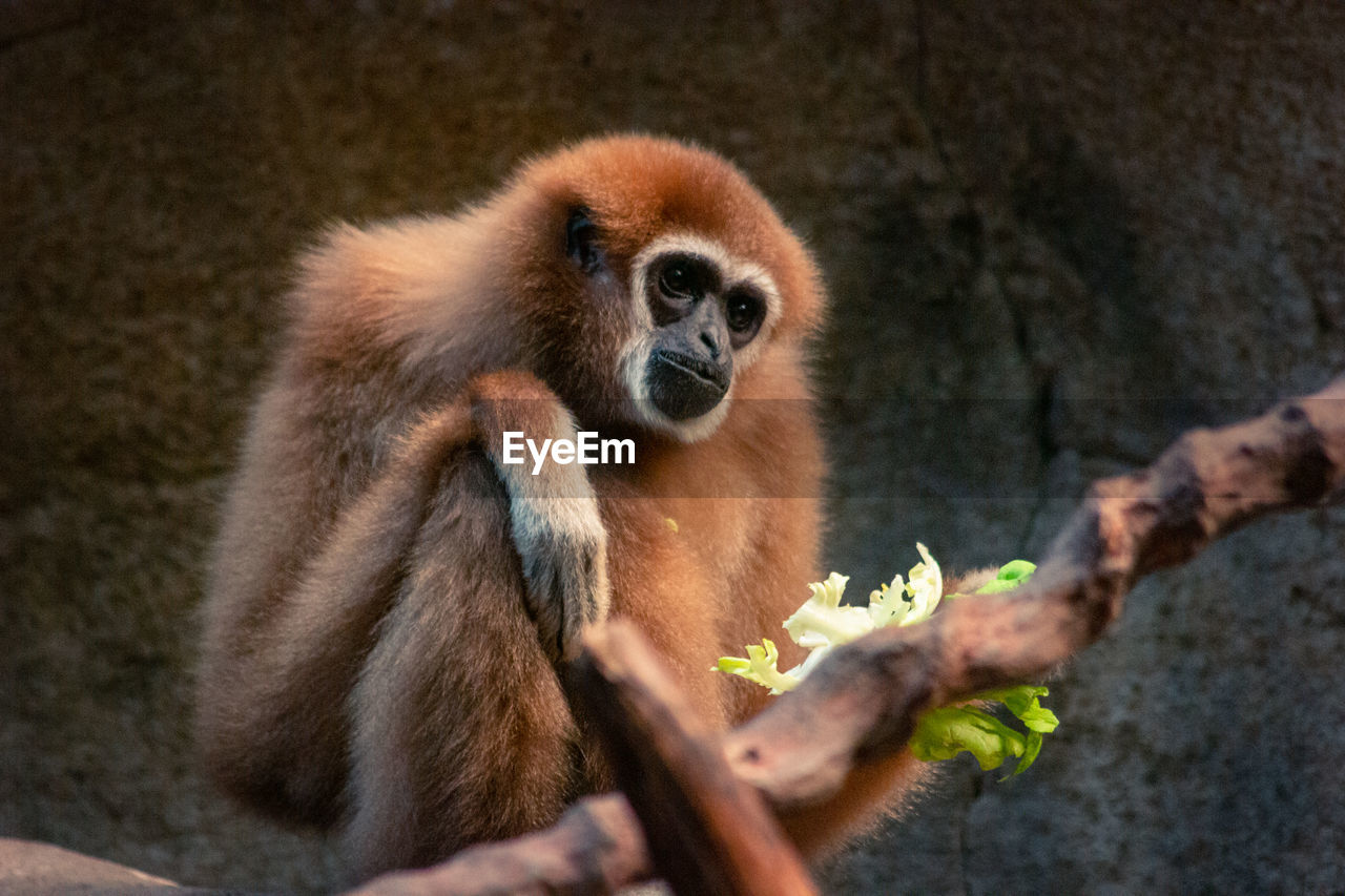 MONKEY SITTING ON PLANT