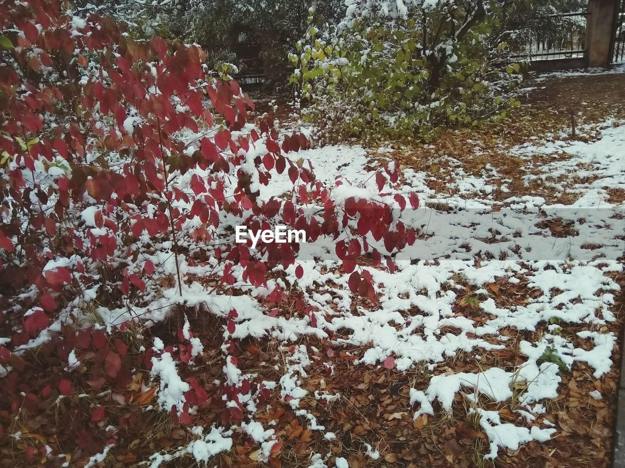 SNOW COVERED PLANTS BY TREES