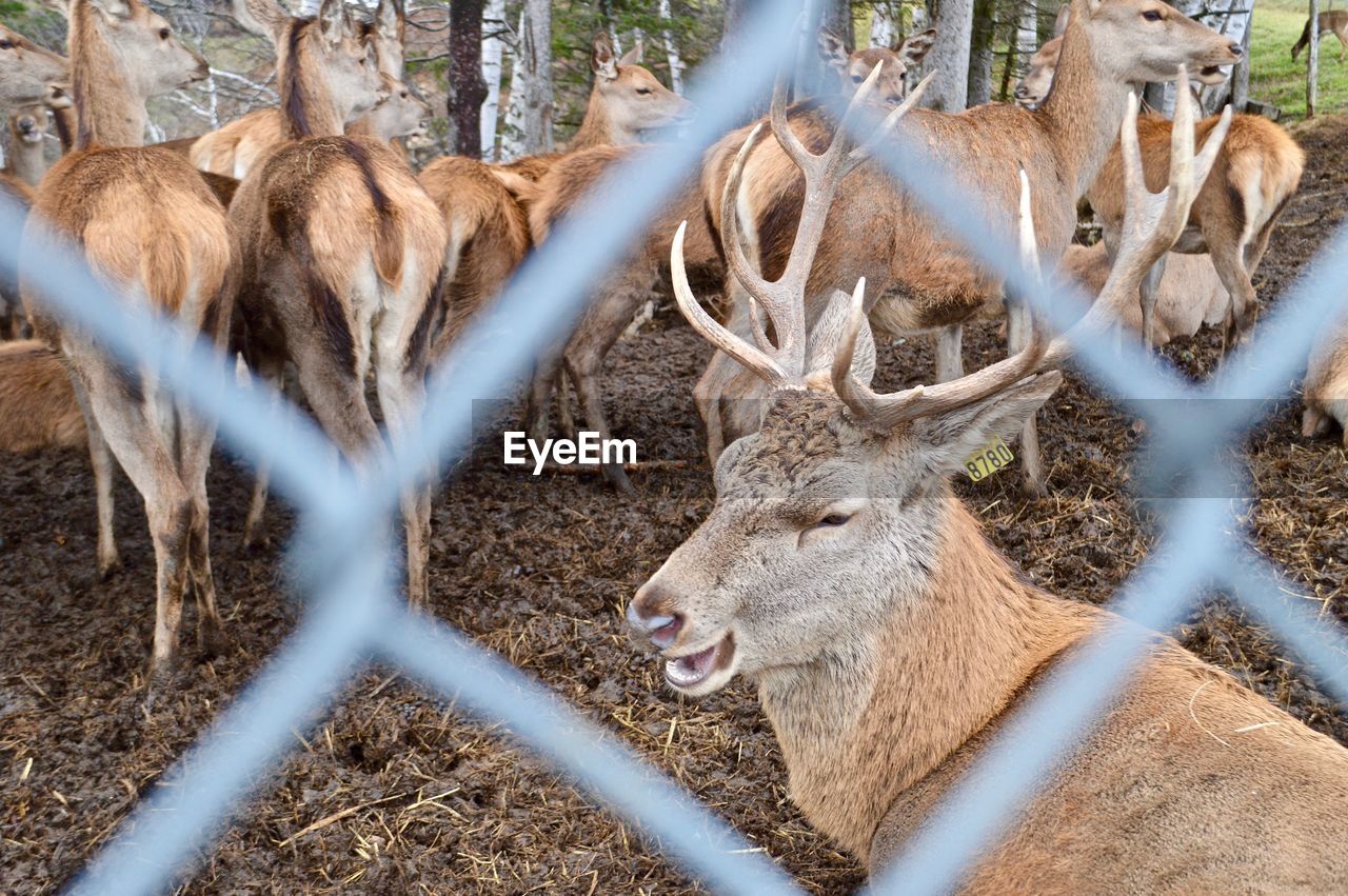 VIEW OF DEER IN ZOO