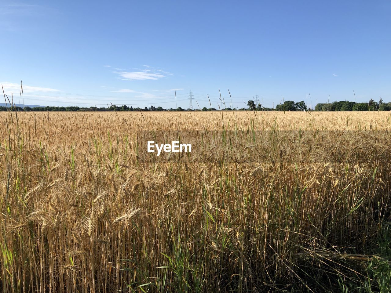 landscape, agriculture, field, sky, land, environment, plant, cereal plant, rural scene, crop, nature, grass, food, growth, prairie, plain, farm, rural area, wheat, grassland, barley, no people, beauty in nature, blue, horizon, scenics - nature, food grain, day, food and drink, corn, outdoors, tranquility, soil, environmental conservation, meadow, summer, cloud, power generation, rye, tranquil scene, horizon over land, clear sky, abundance, social issues, sunlight