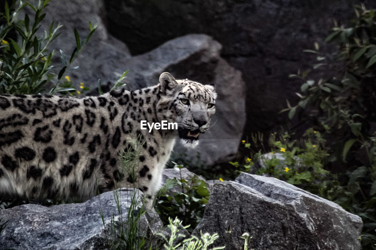 View of a cat on rock