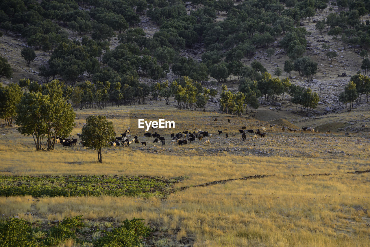 VIEW OF SHEEP ON LANDSCAPE