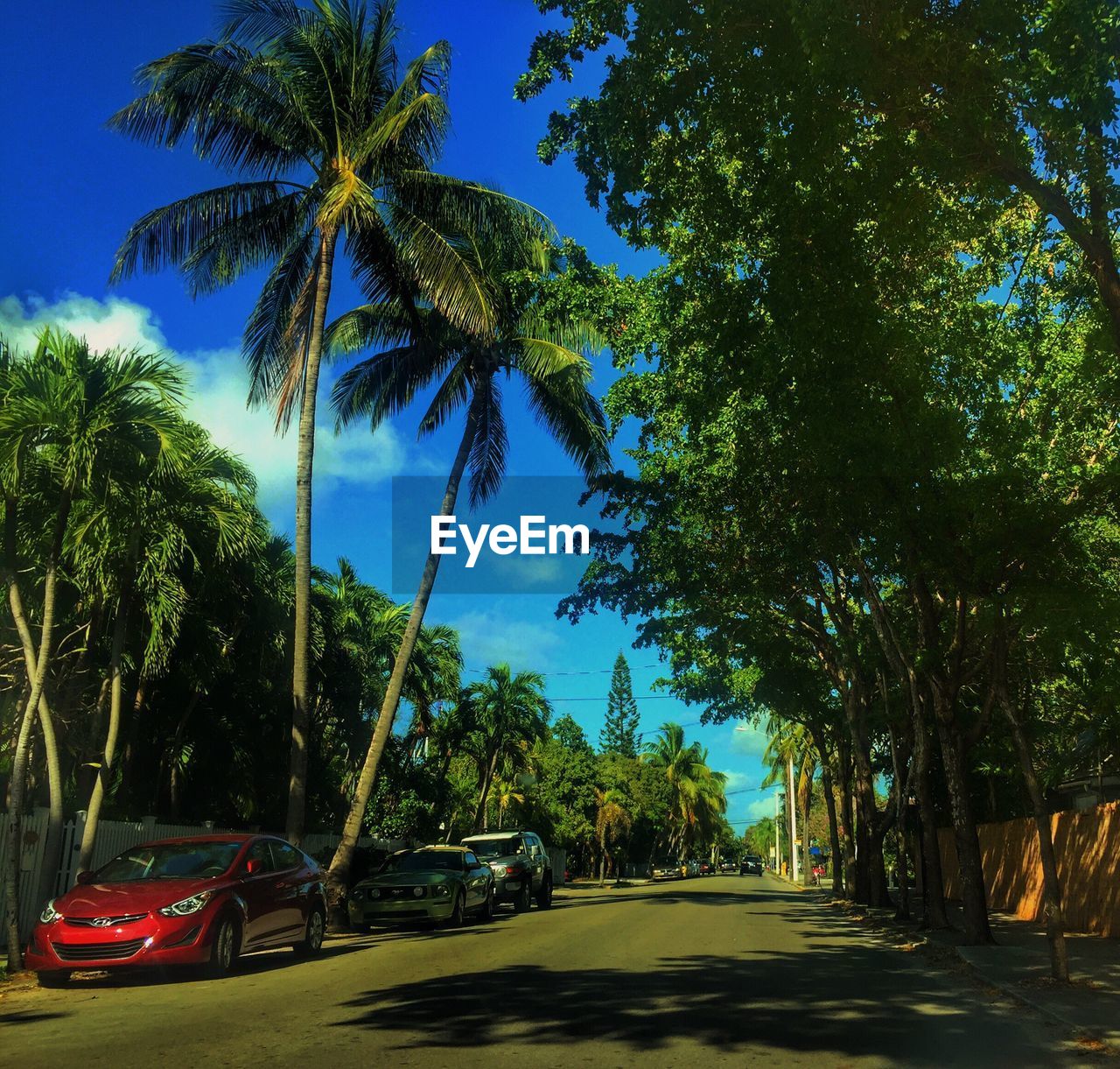 PALM TREES ON ROADSIDE