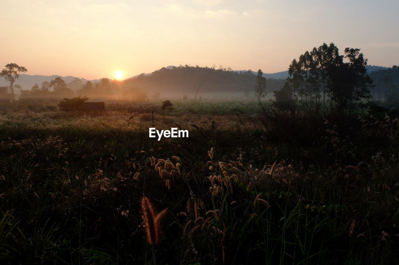 Scenic view of field against sky during sunset