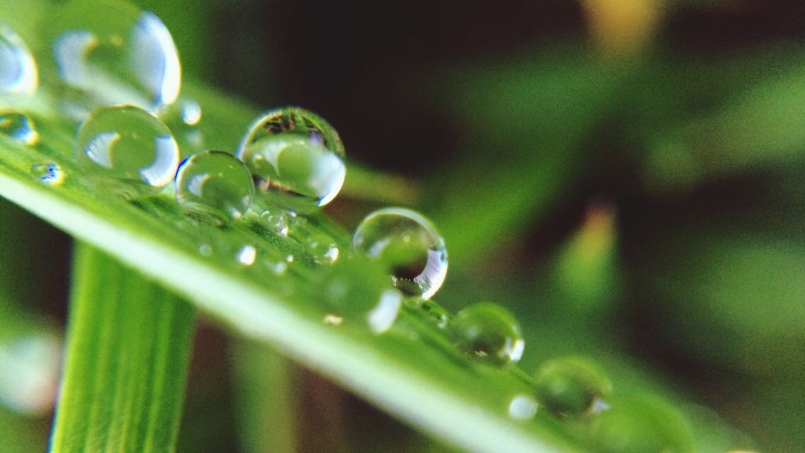 MACRO SHOT OF WATER DROPS ON LEAF