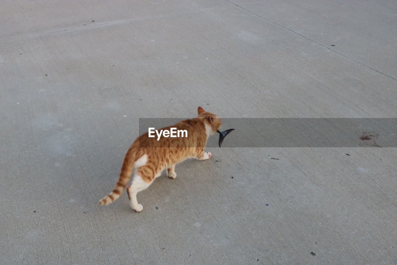 Cat walking on road